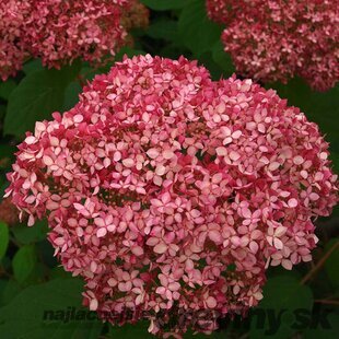 Hortenzia stromčeková PINK ANNABELLE ‘NCHA2‘, výška 40/+ cm, v črepníku 5l Hydrangea arborescens PINK ANNABELLE ‘NCHA2‘