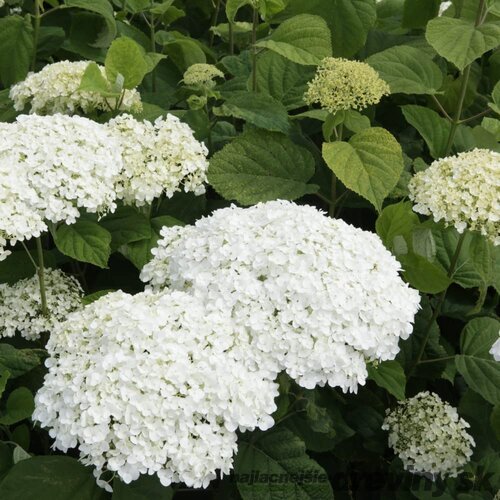 Hortenzia stromčeková STRONG ANNABELLE ‘Abetwo‘P, výška 40/+ cm, v črepníku 5l Hydrangea arborescens STRONG ANNABELLE ‘Abetwo‘P