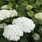 Hortenzia stromčeková STRONG ANNABELLE ‘Abetwo‘P, výška 40/+ cm, v črepníku 5l Hydrangea arborescens STRONG ANNABELLE ‘Abetwo‘P