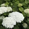 Hortenzia stromčeková STRONG ANNABELLE ‘Abetwo‘P, výška 40/+ cm, v črepníku 5l Hydrangea arborescens STRONG ANNABELLE ‘Abetwo‘P