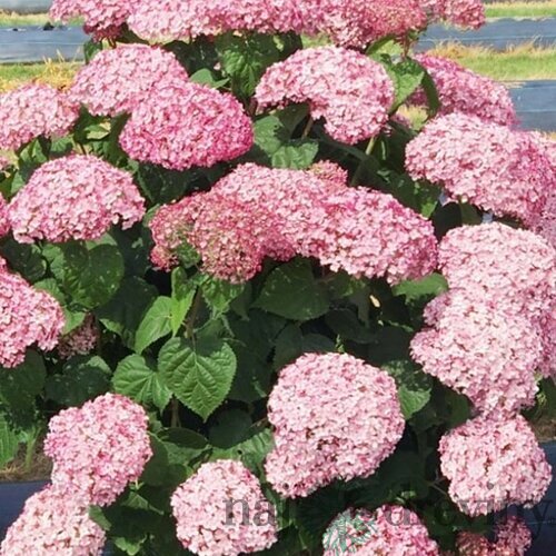 Hortenzia stromčeková SWEET ANNABELLE ‘NCHA4‘, výška 40/+ cm, v črepníku 5l Hydrangea arborescens SWEET ANNABELLE ‘NCHA4‘
