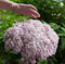 Hortenzia stromčeková SWEET ANNABELLE ‘NCHA4‘, výška 40/+ cm, v črepníku 5l Hydrangea arborescens SWEET ANNABELLE ‘NCHA4‘