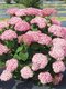 Hortenzia stromčeková SWEET ANNABELLE ‘NCHA4‘, výška 40/+ cm, v črepníku 5l Hydrangea arborescens SWEET ANNABELLE ‘NCHA4‘