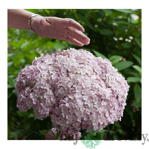 Hortenzia stromčeková SWEET ANNABELLE ‘NCHA4‘, výška 40/+ cm, v črepníku 5l Hydrangea arborescens SWEET ANNABELLE ‘NCHA4‘