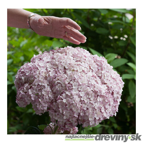 Hortenzia stromčeková SWEET ANNABELLE ‘NCHA4‘, výška 40/+ cm, v črepníku 5l Hydrangea arborescens SWEET ANNABELLE ‘NCHA4‘