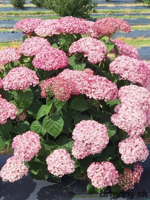 Hortenzia stromčeková SWEET ANNABELLE ‘NCHA4‘, výška 40/+ cm, v črepníku 5l Hydrangea arborescens SWEET ANNABELLE ‘NCHA4‘