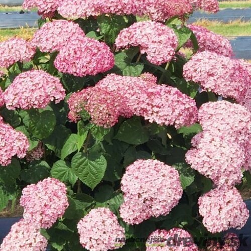 Hortenzia stromčeková SWEET ANNABELLE ‘NCHA4‘, výška 40/+ cm, v črepníku 5l Hydrangea arborescens SWEET ANNABELLE ‘NCHA4‘