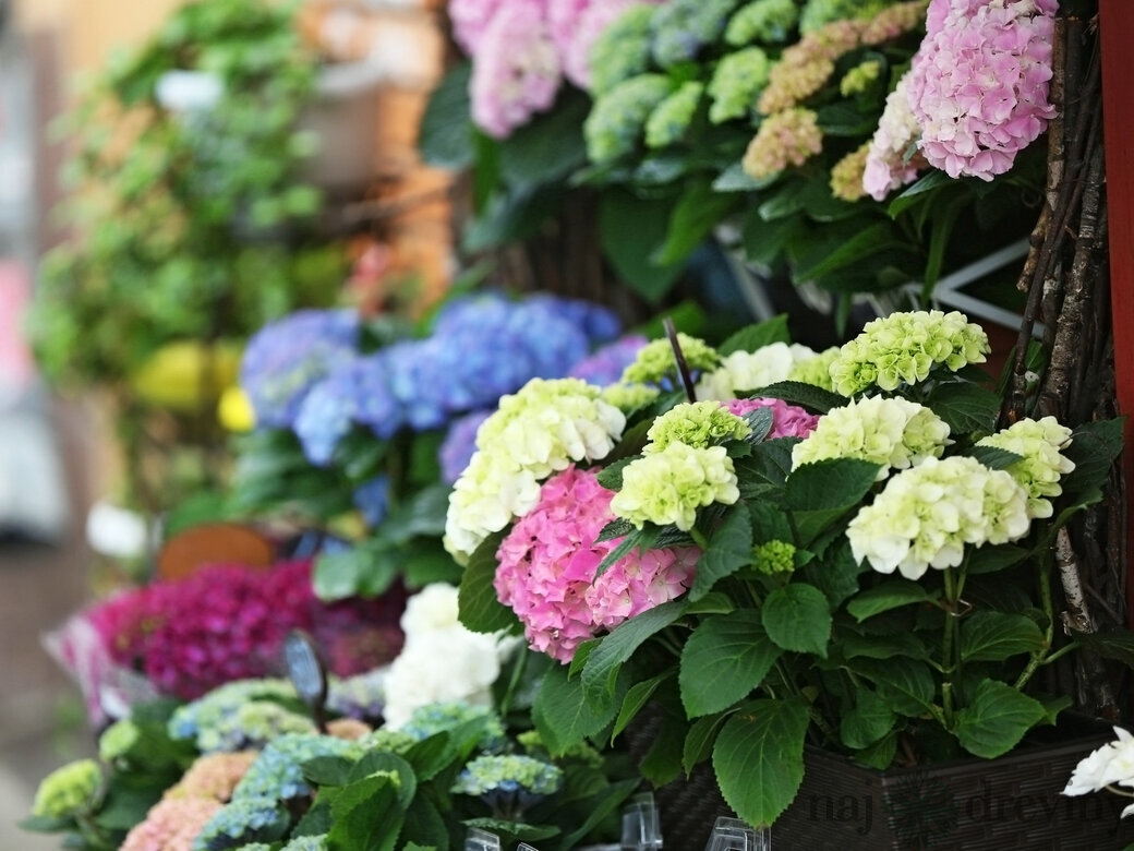 Hortenzia v mnohých farbách na e-shope