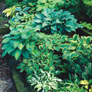 Hosta