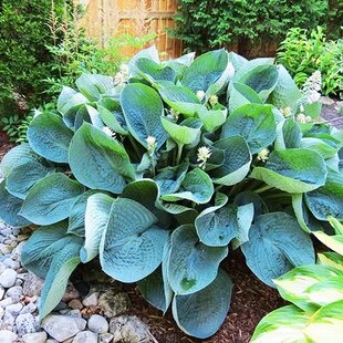 Hosta ‘Abiqua Drinking Gourd‘ 20/30 cm v črepníku 3l Hosta ‘Abiqua Drinking Gourd‘