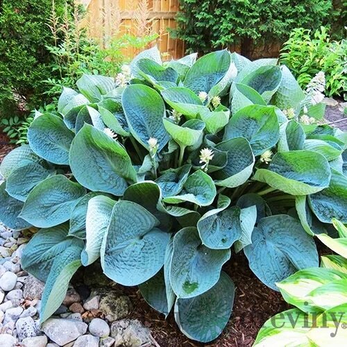 Hosta ‘Abiqua Drinking Gourd‘ 20/30 cm v črepníku 3l Hosta ‘Abiqua Drinking Gourd‘