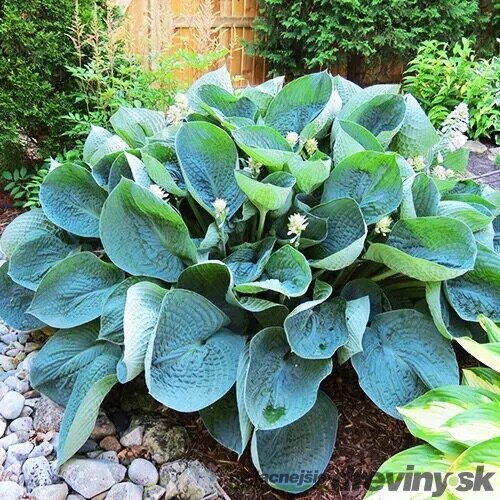 Hosta ‘Abiqua Drinking Gourd‘ 20/30 cm v črepníku 3l Hosta ‘Abiqua Drinking Gourd‘