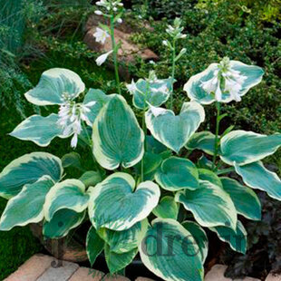 Hosta ‘American Halo‘ 20/30 cm v črepníku 3l Hosta ‘American Halo‘