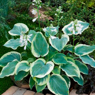 Hosta ‘American Halo‘ 20/30 cm v črepníku 3l Hosta ‘American Halo‘