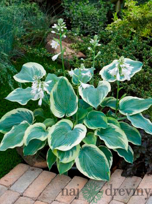 Hosta ‘American Halo‘ 20/30 cm v črepníku 3l Hosta ‘American Halo‘