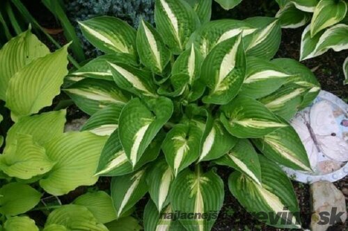 Hosta ‘Ann Kulpa‘ 20/30 cm v črepníku 3l Hosta ‘Ann Kulpa‘