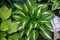 Hosta ‘Ann Kulpa‘ 20/30 cm v črepníku 3l Hosta ‘Ann Kulpa‘