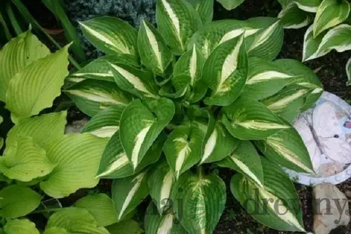 Hosta ‘Ann Kulpa‘ 20/30 cm v črepníku 3l Hosta ‘Ann Kulpa‘