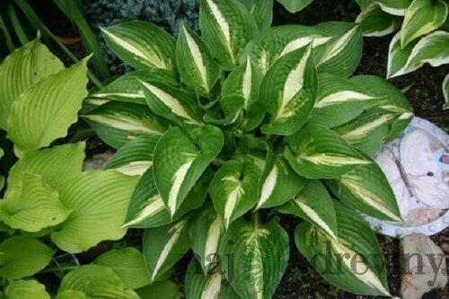 Hosta ‘Ann Kulpa‘ 20/30 cm v črepníku 3l Hosta ‘Ann Kulpa‘