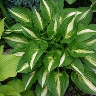 Hosta ‘Ann Kulpa‘ 20/30 cm v črepníku 3l Hosta ‘Ann Kulpa‘