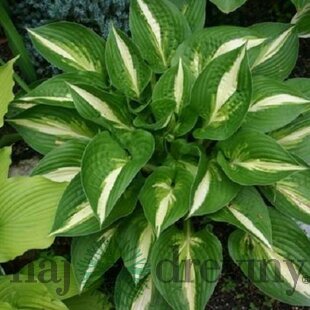 Hosta ‘Ann Kulpa‘ 20/30 cm v črepníku 3l Hosta ‘Ann Kulpa‘