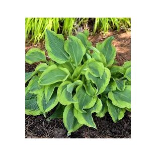 Hosta ‘Atlantis‘ 20/30 cm v črepníku 3l Hosta ‘Atlantis‘