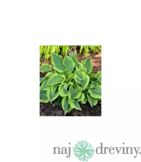 Hosta ‘Atlantis‘ 20/30 cm v črepníku 3l Hosta ‘Atlantis‘