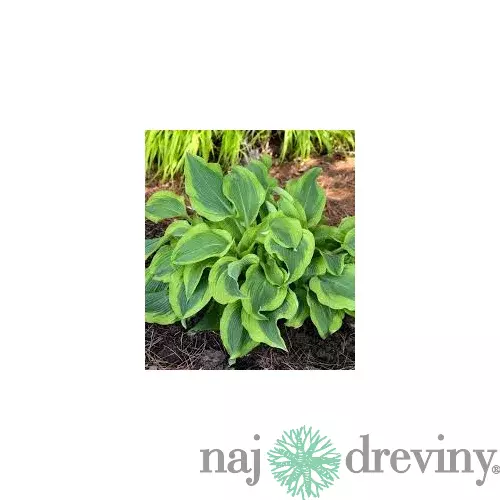 Hosta ‘Atlantis‘ 20/30 cm v črepníku 3l Hosta ‘Atlantis‘
