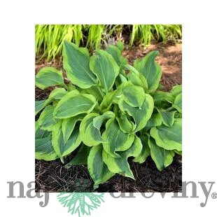 Hosta ‘Atlantis‘ 20/30 cm v črepníku 3l Hosta ‘Atlantis‘