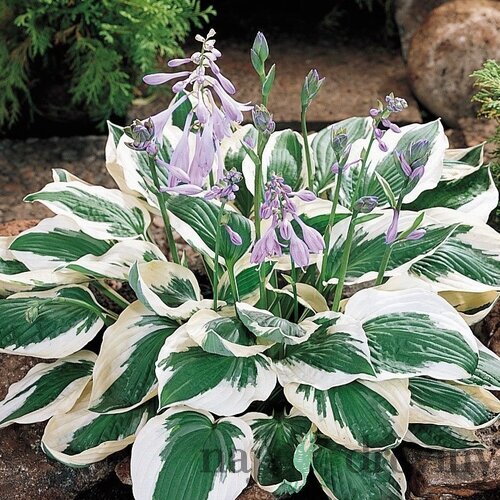 Hosta Autumn Frost, 20/30 cm v črepníku 3l Hosta Autumn Frost