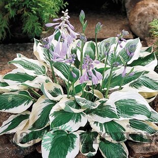 Hosta Autumn Frost, 20/30 cm v črepníku 3l Hosta Autumn Frost