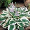 Hosta Autumn Frost, 20/30 cm v črepníku 3l Hosta Autumn Frost