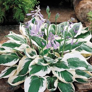 Hosta Autumn Frost, 20/30 cm v črepníku 3l Hosta Autumn Frost