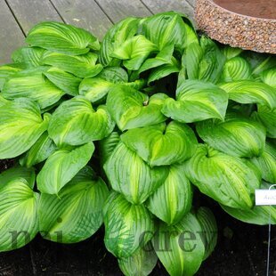 Hosta ‘Avocado‘ 20/30 cm v črepníku 3l Hosta ‘Avocado‘