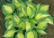 Hosta ‘Beach Boy‘ 20/30 cm v črepníku 3l Hosta ‘Beach Boy‘