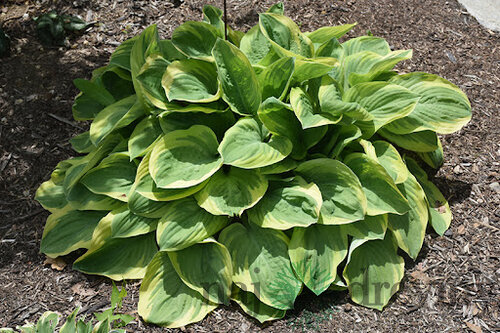 Hosta Bedazzled, v črepníku Hosta Bedazzled