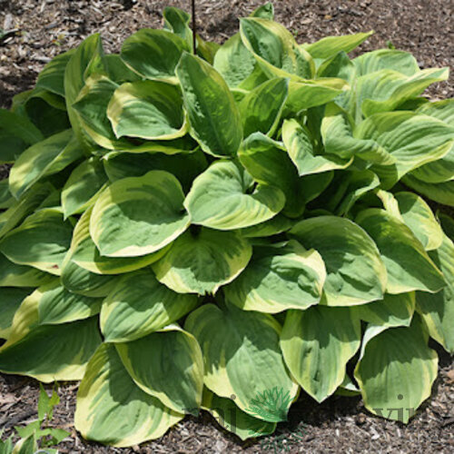 Hosta Bedazzled, v črepníku Hosta Bedazzled