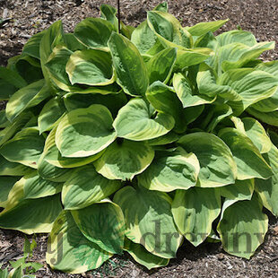 Hosta Bedazzled, v črepníku Hosta Bedazzled
