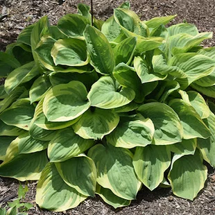 Hosta Bedazzled, v črepníku Hosta Bedazzled