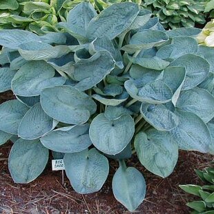 Hosta Big Daddy, v črepníku Hosta Big Daddy