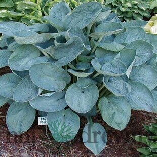 Hosta Big Daddy, v črepníku Hosta Big Daddy