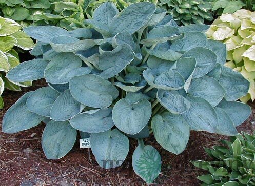 Hosta Big Daddy, v črepníku Hosta Big Daddy
