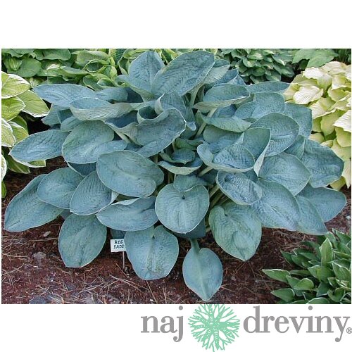 Hosta Big Daddy, v črepníku Hosta Big Daddy