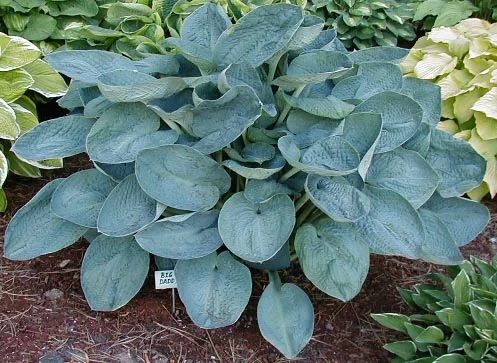 Hosta Big Daddy, v črepníku Hosta Big Daddy