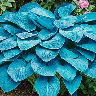 Hosta ‘Blue Angel‘ 20/30 cm v črepníku 3l Hosta ‘Blue Angel‘