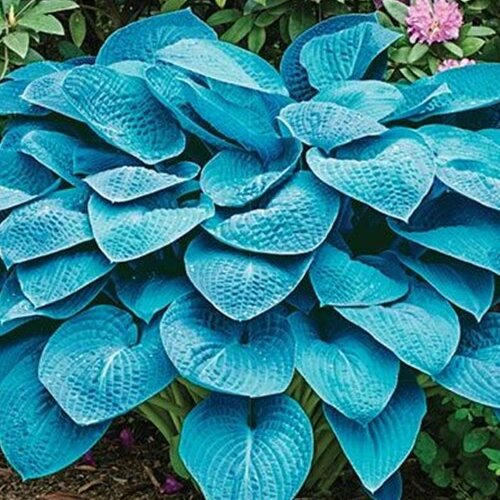 Hosta ‘Blue Angel‘ 20/30 cm v črepníku 3l Hosta ‘Blue Angel‘