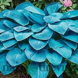 Hosta ‘Blue Angel‘ 20/30 cm v črepníku 3l Hosta ‘Blue Angel‘
