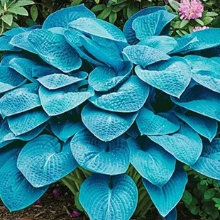 Hosta ‘Blue Angel‘ 20/30 cm v črepníku 3l Hosta ‘Blue Angel‘