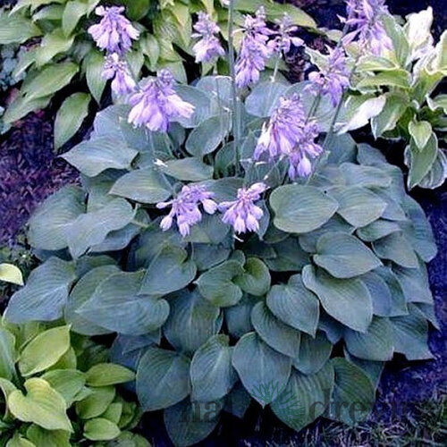 Hosta ‘Blue Cadet‘ 20/30 cm v črepníku 3l Hosta ‘Blue Cadet‘