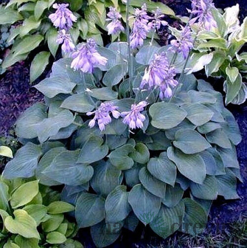 Hosta ‘Blue Cadet‘ 20/30 cm v črepníku 3l Hosta ‘Blue Cadet‘